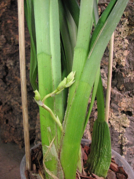 Wilsonara Pacific Panache 'Kenny Boy'.JPG