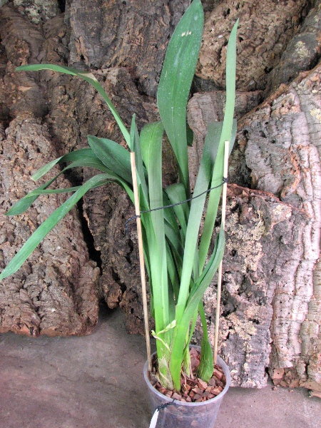 Wilsonara Pacific Panache 'Kenny Boy'.JPG