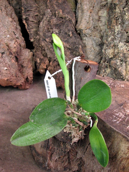Laelia alaori semi alba orlata (Z-606 x SELF).JPG