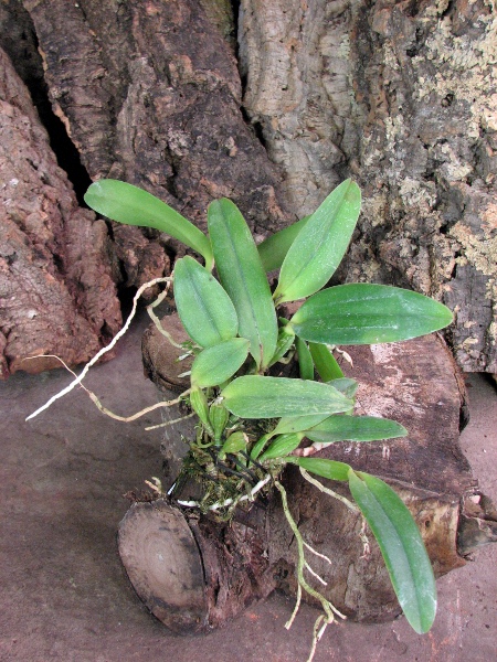 Laelia alaori suave 'Binot' x Cattleya luteola 'Big Star'.JPG