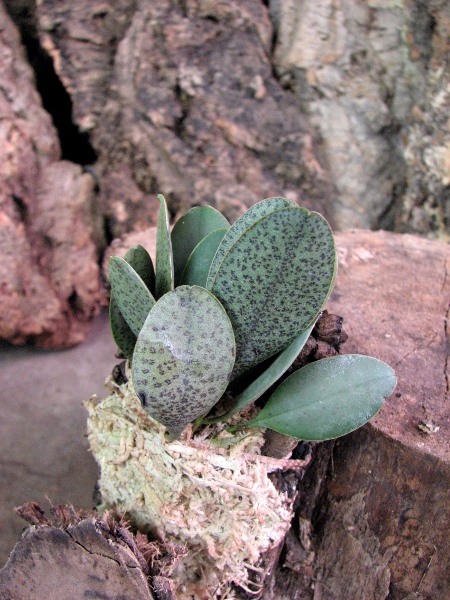 Pleurothallis resupinata.JPG