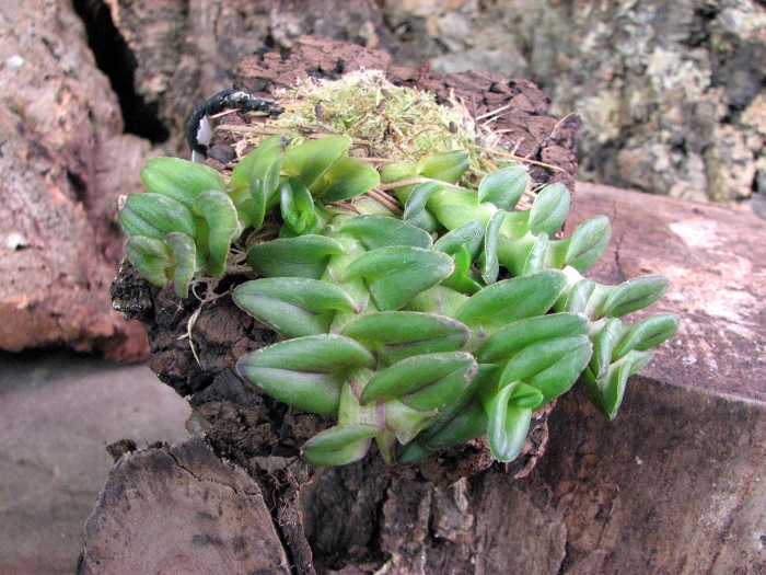 Epidendrum Gonzalez Tamayoi.JPG