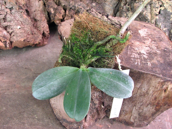Aerangis spiculata.JPG