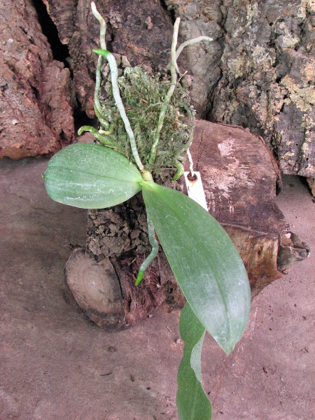 Phalaenopsis Jade Gold (gigantea x venosa).JPG