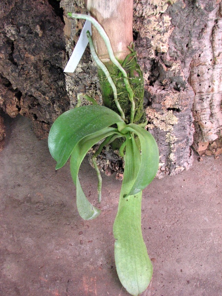 Phalaenopsis lueddemanniana.JPG