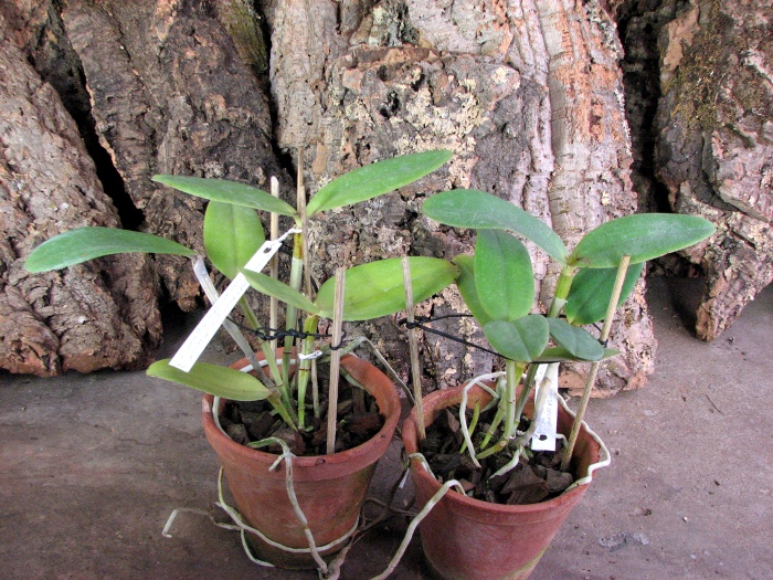 Cattleya amethystoglossa creme pintada 'Gaturama' x Cattleya amethystoglossa palha 'Gloriosa'.JPG