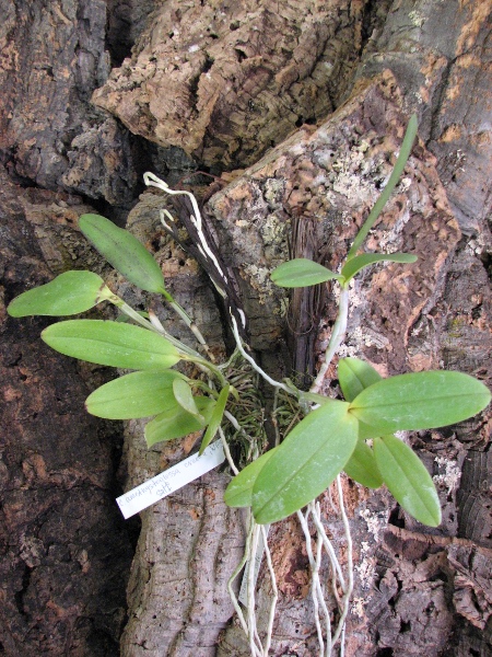 Cattleya amethystoglossa creme 'WFS' x SELF.JPG