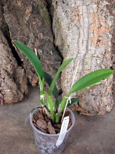Sophrolaeliocattleya Hsin Buu Lady 'Red Beauty' (Laelia anceps x Sophrolaeliocattleya Wendy's Valentine).JPG