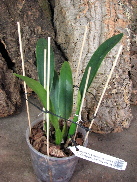 Sophrolaeliocattleya Hsin Buu Lady 'Red Beauty' (Laelia anceps x Sophrolaeliocattleya Wendy's Valentine).JPG