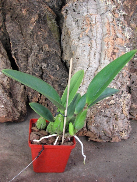 Laelia anceps guerrero x Laelia sincorana.JPG