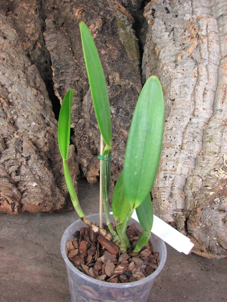 Cattleya lueddemanniana (Morena x OK-2) 'N 1' x lueddemanniana dark lip splash.JPG
