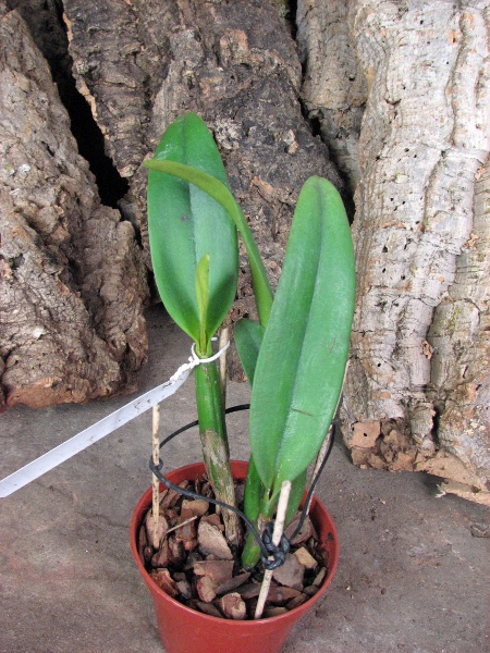 Brassocattleya Chief Pink 'Diana'.JPG