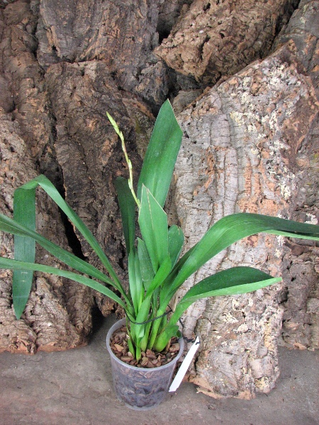 Wilsonara Pacific Panache 'Kenny Boy'.JPG