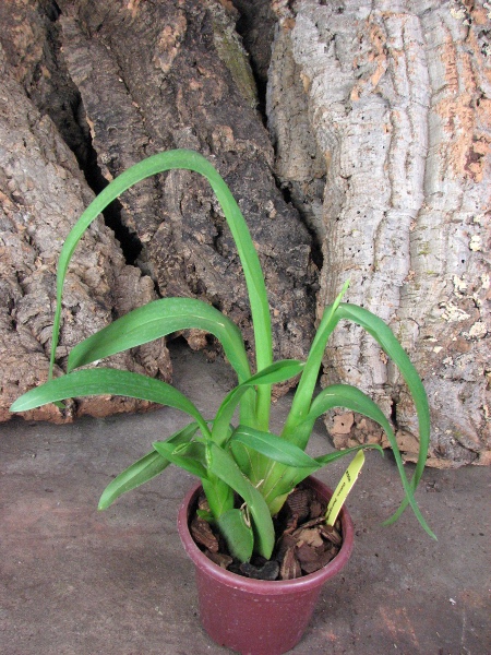 Odontonia Papageno 'Mi Amour'.JPG