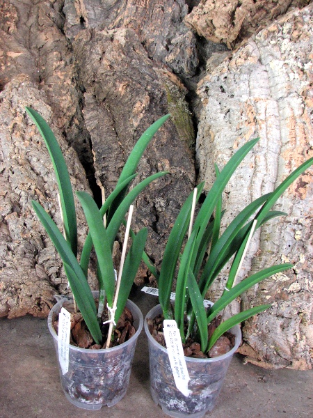 Brassavola Jiminy Cricket 'Superbug' (Brassavola nodosa x Rhyncholaelia digbyana).JPG
