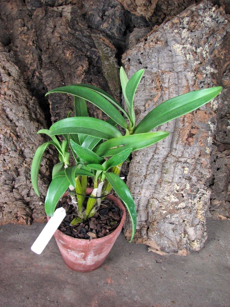 Dendrobium chrysotoxum.JPG