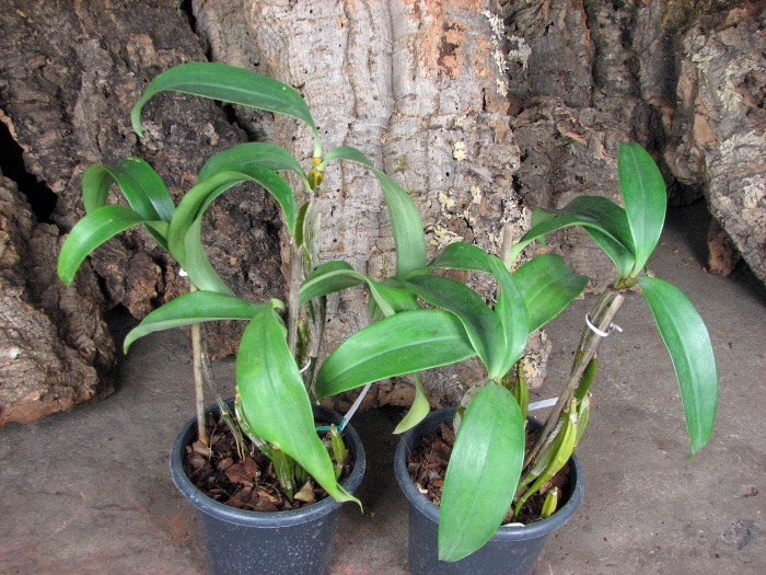 Dendrobium griffithianum.JPG