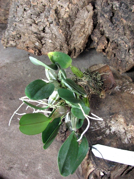 Dendrobium lindleyi.JPG