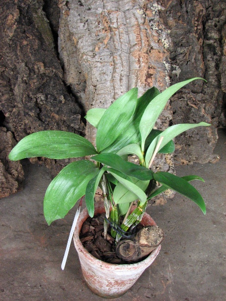 Dendrobium farmeri.JPG
