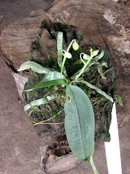 Phalaenopsis parishii.JPG