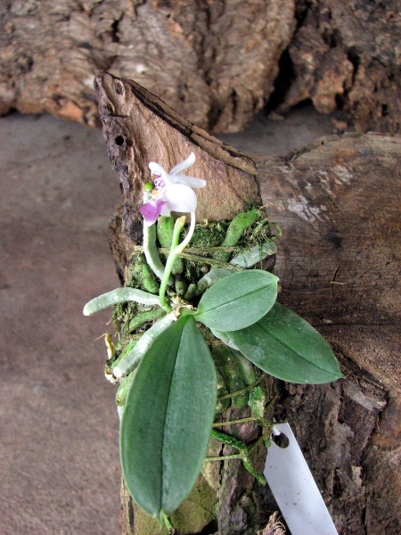 Phalaenopsis parishii.JPG