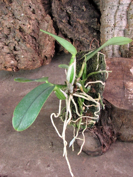 Cattleya walkeriana alba x coerulea.JPG