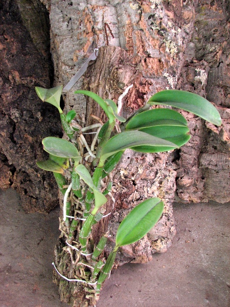 Cattleya walkeriana var. princeps (extra size).JPG