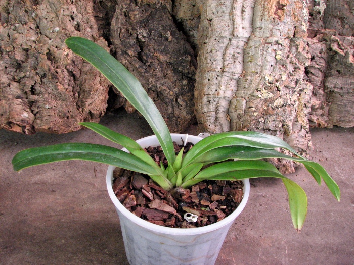 Phragmipedium kovachii.JPG