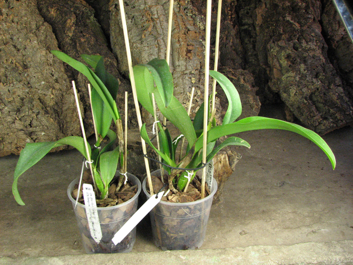 Cattlianthe Sunrise Doll 'AV'.jpg