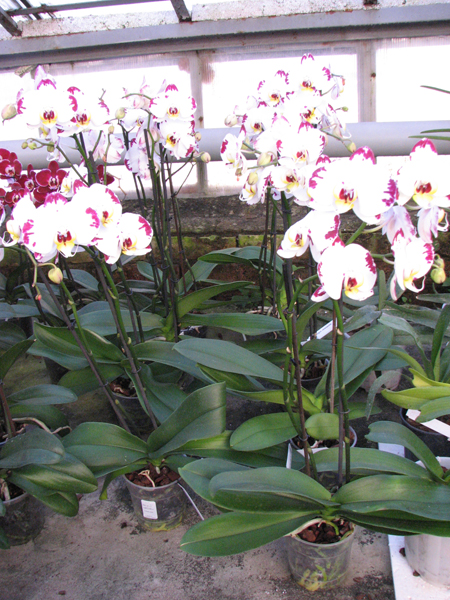 Phalaenopsis Elegant Wibi Soerjadi.jpg