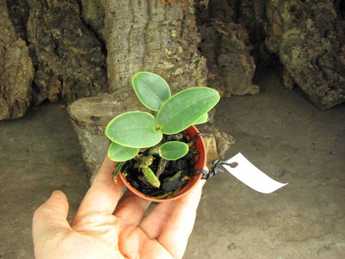 Cattleya nobilior amalie.jpg