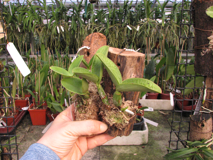 Cattleya nobilior tipo 'Suzuki' x SELF.jpg