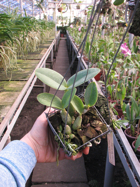 Cattleya nobilior tipo 'Rafael Wenzel' x Cattleya nobilior tipo 'Luciana'.jpg