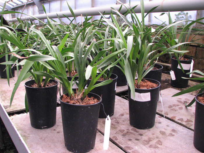 Cym Kiwi Midnight.jpg