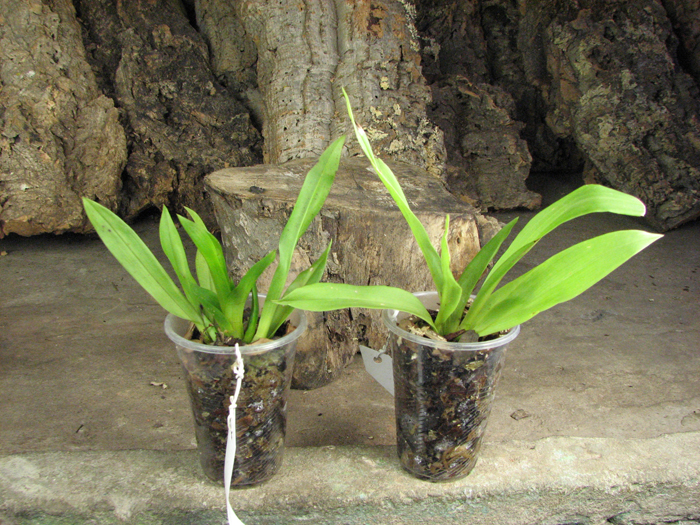 Pescatoria coronaria.jpg