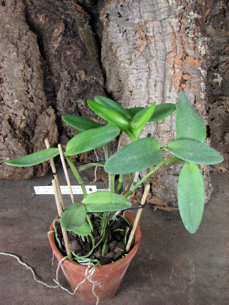 Cattleya intermedia aquini rosea-concolor XXX x Cattleya intermedia aquini alba 'Superba' XXX.JPG