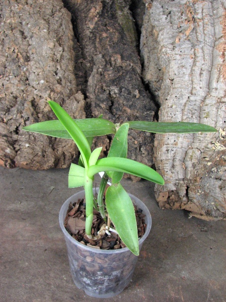 Cattleya intermedia aquini alba 'Neve' x Cattleya intermedia aquini alba 'Sublime'.JPG