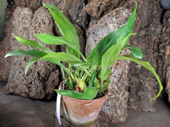 Coelogyne speciosa.JPG
