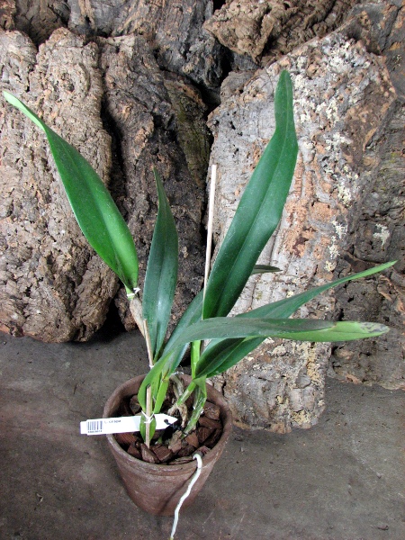 Laelia crispa.JPG