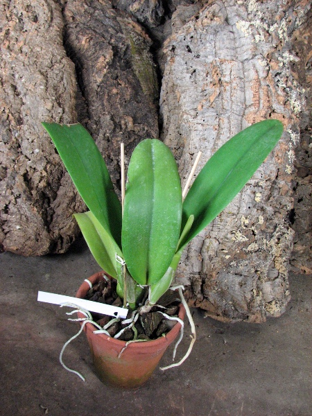 Laeliocattleya Shirayukihime 'M' (Tokyo Magic x Mildred Rives).JPG