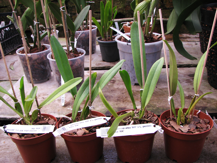 Laelia perrinii alba 'AM' x Laelia perrinii alba 'RK'.jpg