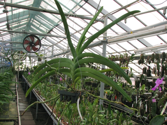 Vanda Udom Gold x Vanda Pranermprai.JPG