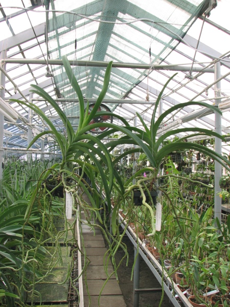 Vanda Chaiya x Vanda Sankamphaeng.JPG