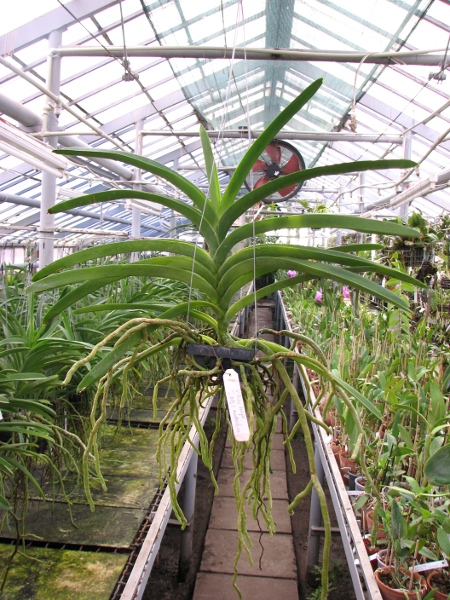 Vanda Fuchs Delight x Vanda Bitz's Heartthrob.JPG