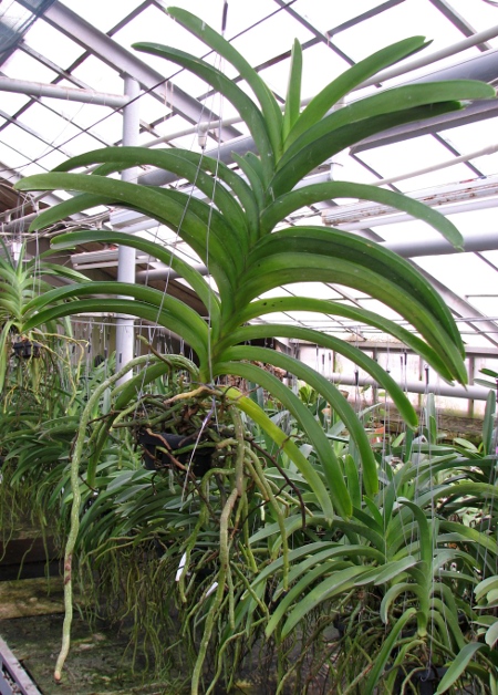 Vanda Pranermprai x Ascocenda Phairot x Ascocenda Varut Fushia.JPG