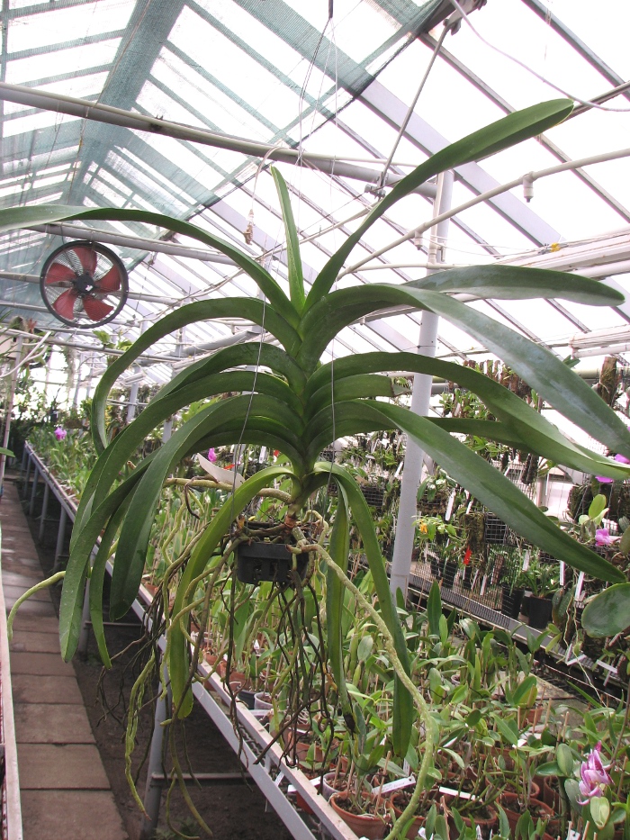 Ascocenda Jiraprabha x Vanda Chalie Clark x Ascocenda Krailerk White.JPG