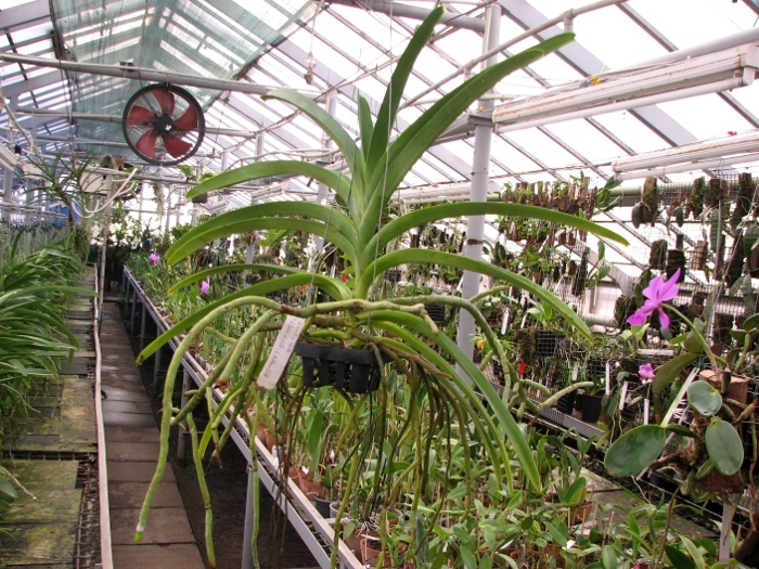 Ascocenda Krailerk White x Ascocenda Jakkrit Gold x Vanda Kultana Gold.JPG