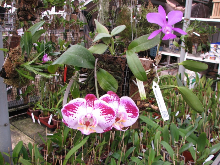 Doritaenopsis Taiwan Diamond 'ORCHIS'.JPG