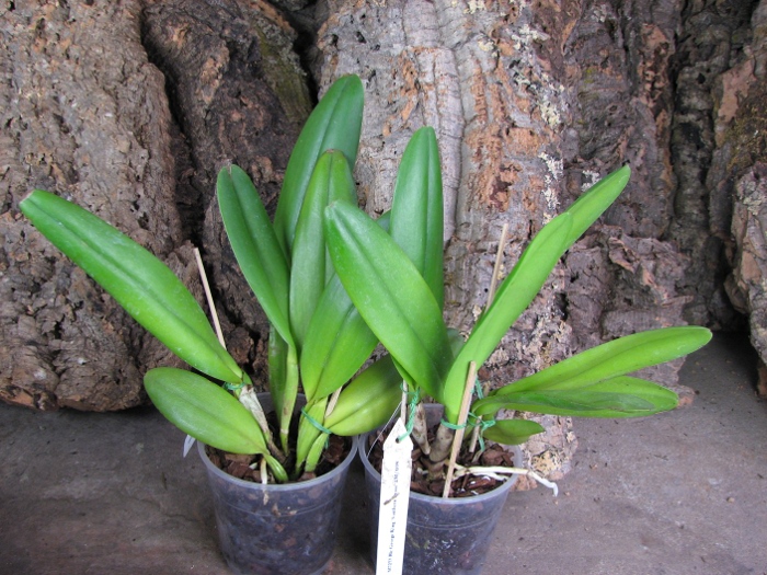 Brassolaeliocattleya George King 'Southern Cross'.JPG