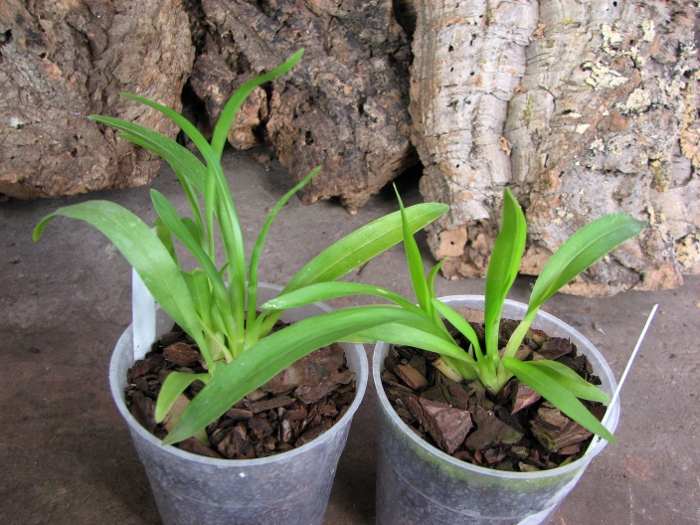 Odontoglossum Hans Koch x Odontocidium Tiger Crow 'Golden Gate'.JPG